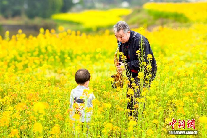 В уезде Хэцзян рапсовые поля встречают весну